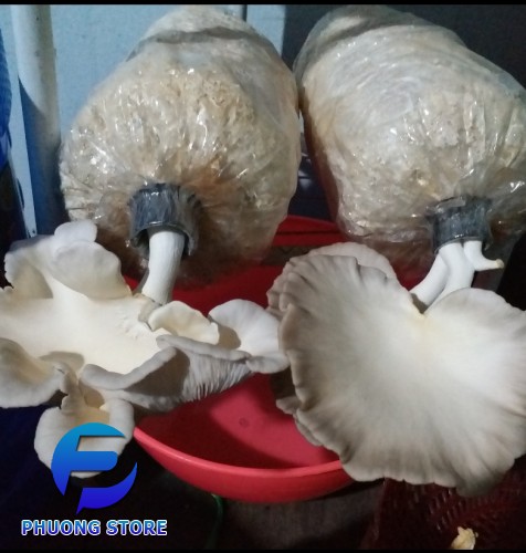 Nấm bào ngư tươi