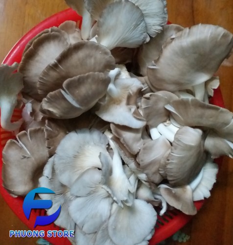 Nấm bào ngư tươi